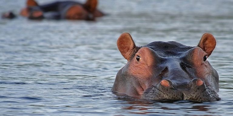 ¿Cuál es el Animal más Salvaje del Mundo? El Blog de Animales